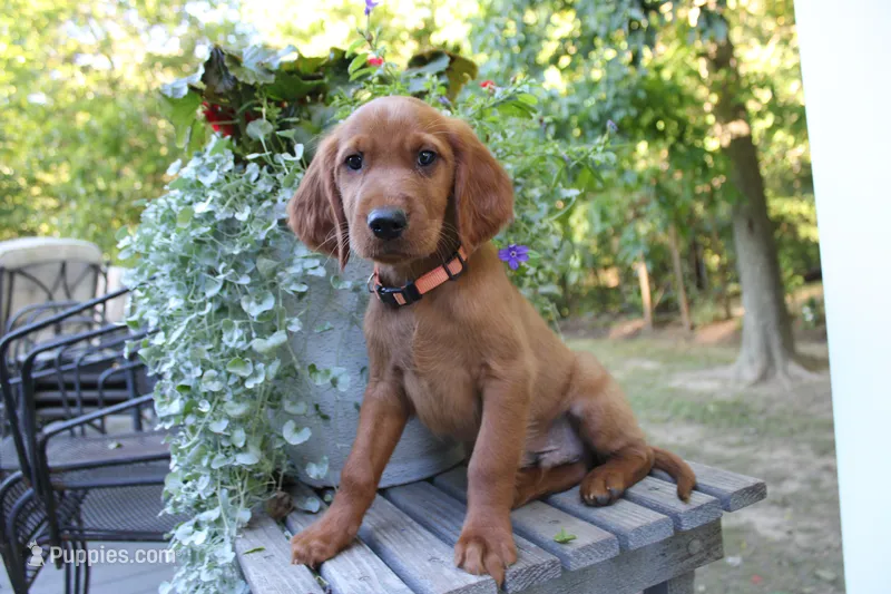 chase – Golden Irish puppy for sale in Dundee, OH