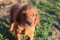 barry, a male Golden Irish for sale in Dundee, OH – Photo 1 of 6