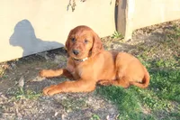 barry, a male Golden Irish for sale in Dundee, OH – Photo 2 of 6