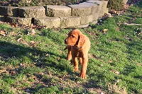 barry, a male Golden Irish for sale in Dundee, OH – Photo 4 of 6