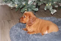 gabe, a male Golden Irish for sale in Dundee, OH – Photo 1 of 6