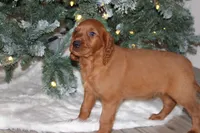 gabe, a male Golden Irish for sale in Dundee, OH – Photo 4 of 6