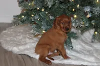 gabe, a male Golden Irish for sale in Dundee, OH – Photo 3 of 6