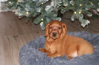 gabe, a male Golden Irish for sale in Dundee, OH – Photo 2 of 6