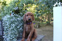 cody, a male Golden Irish for sale in Dundee, OH – 3 of 3