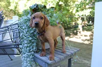 brandi, a female Golden Irish for sale in Dundee, OH – 2 of 3