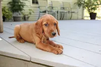 brianna, a female Golden Irish for sale in Dundee, OH – 2 of 4