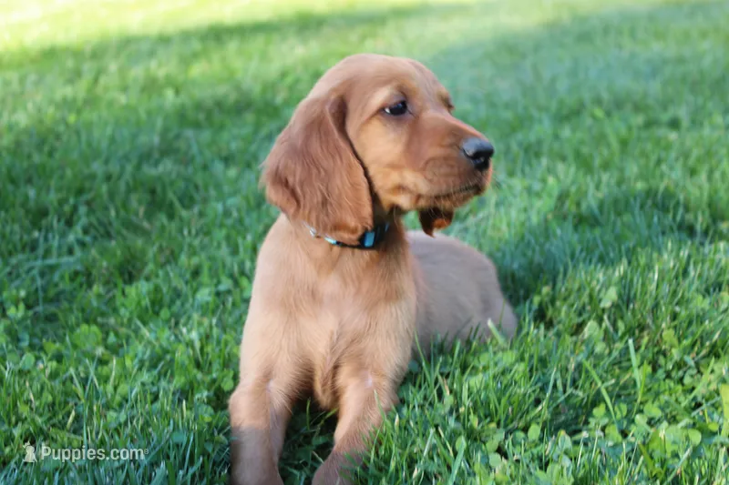 cooper – Golden Irish puppy for sale in Dundee, OH