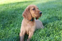 cooper, a male Golden Irish for sale in Dundee, OH – 1 of 4