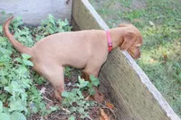 bonnie, a female Golden Irish for sale in Dundee, OH – 4 of 4