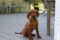 bella, a female Golden Irish for sale in Dundee, OH – 4 of 4