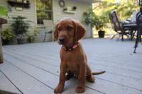 chase, a male Golden Irish for sale in Dundee, OH – 2 of 4