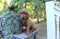 cooper, a male Golden Irish for sale in Dundee, OH – 3 of 4