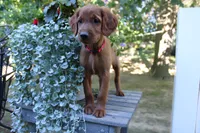 bonnie, a female Golden Irish for sale in Dundee, OH – 2 of 4