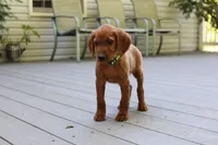 bella, a female Golden Irish for sale in Dundee, OH – 2 of 4