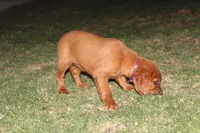 bonnie, a female Golden Irish for sale in Dundee, OH – Photo 3 of 6