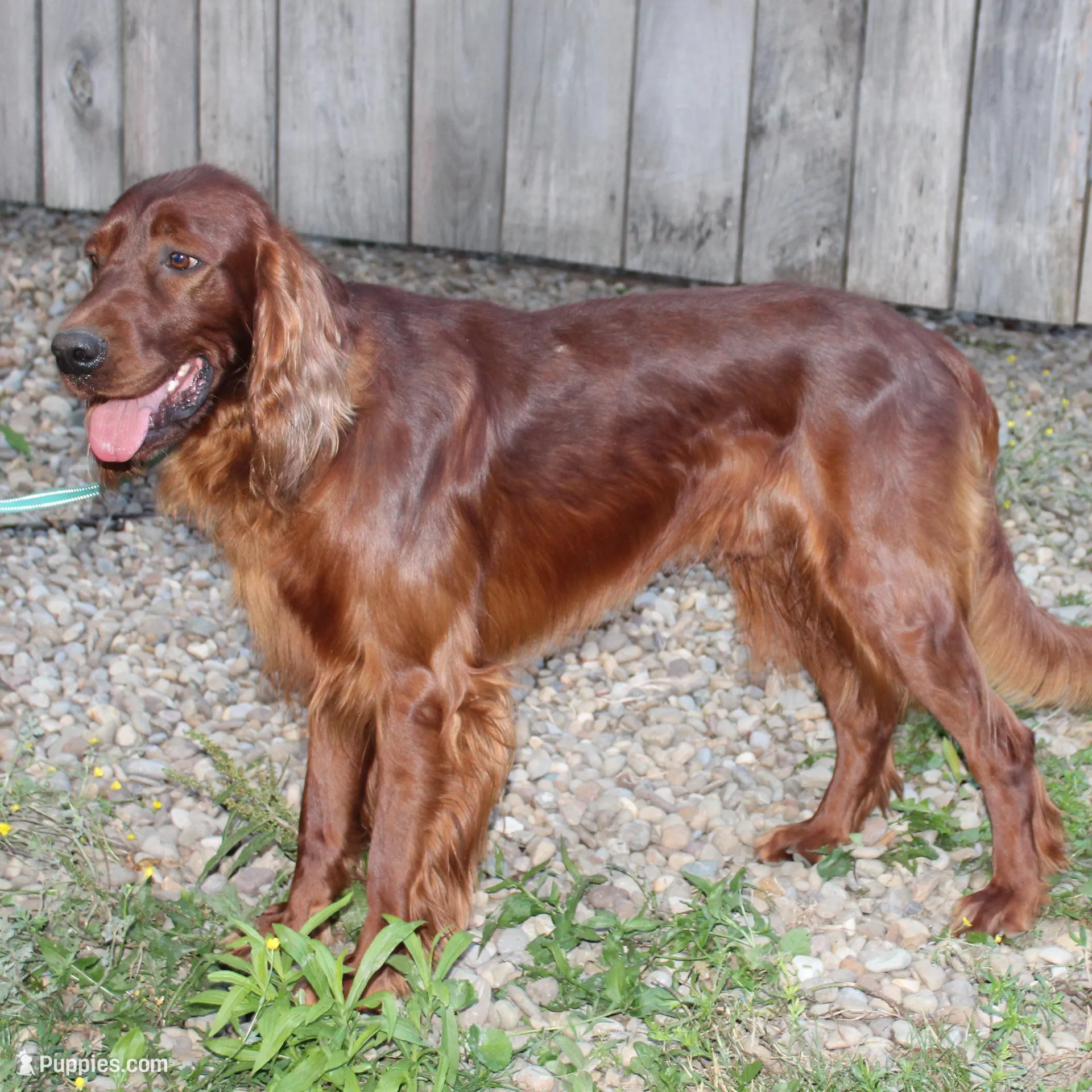 bonnie, a female Golden Irish for sale in Dundee, OH – Photo 5 of 6