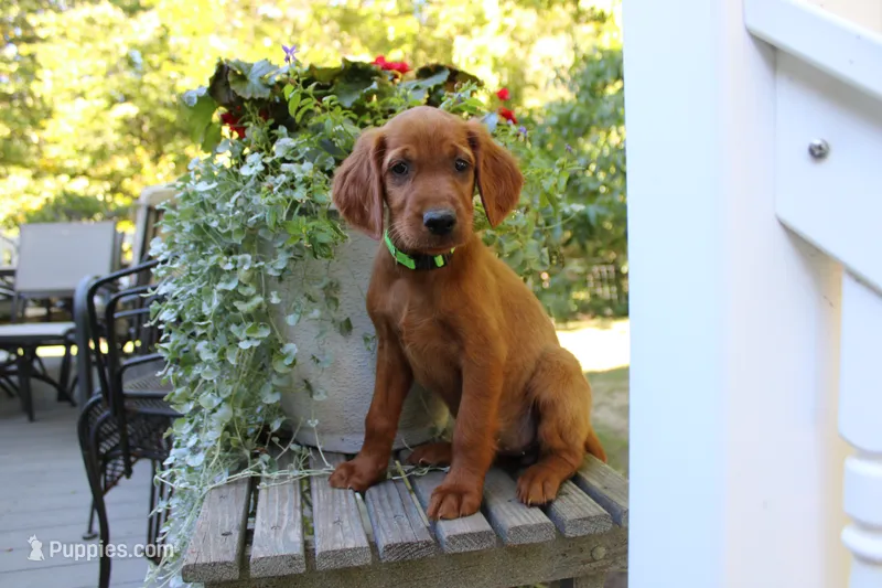 bella – Golden Irish puppy for sale in Dundee, OH
