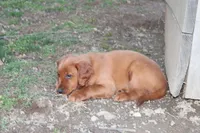 benny, a male Golden Irish for sale in Dundee, OH – Photo 4 of 6