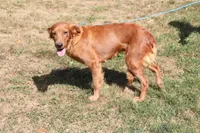 benny, a male Golden Irish for sale in Dundee, OH – Photo 6 of 6