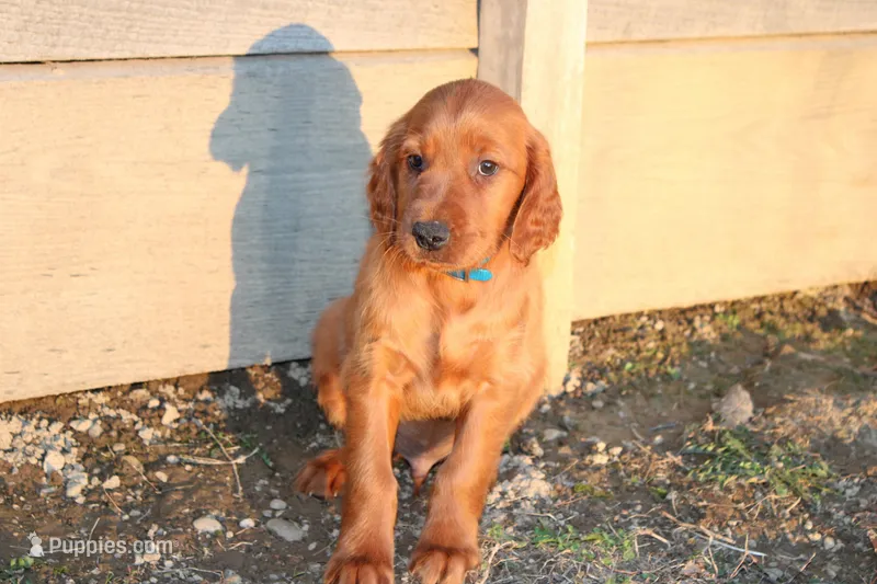 benny – Golden Irish puppy for sale in Dundee, OH
