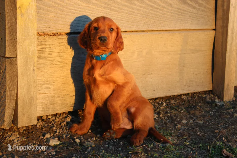 benny – Golden Irish puppy for sale in Dundee, OH