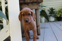 brianna, a female Golden Irish for sale in Dundee, OH – 3 of 4