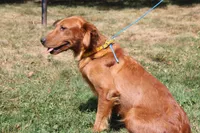 brianna, a female Golden Irish for sale in Dundee, OH – Photo 6 of 6