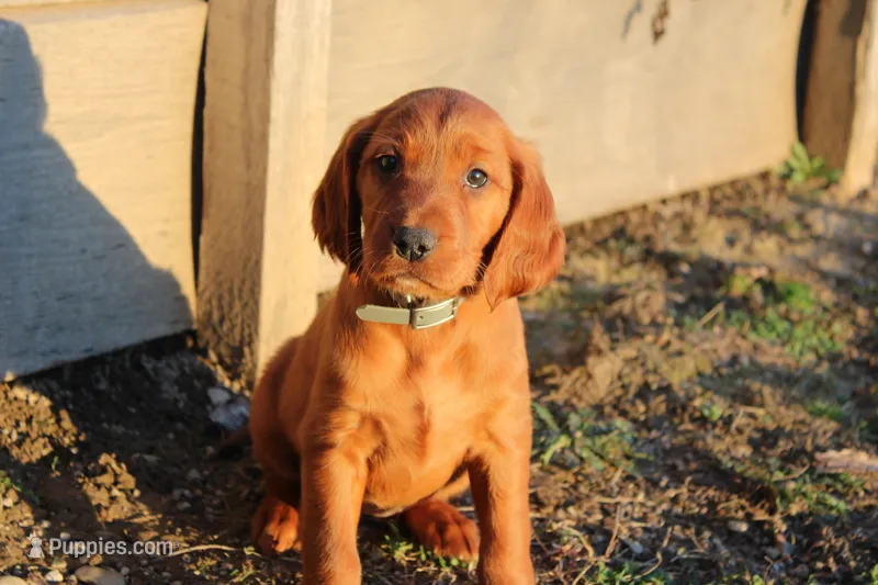 brianna – Golden Irish puppy for sale in Dundee, OH