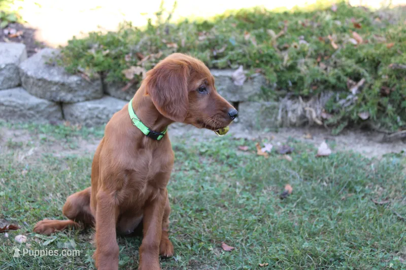 bella – Golden Irish puppy for sale in Dundee, OH