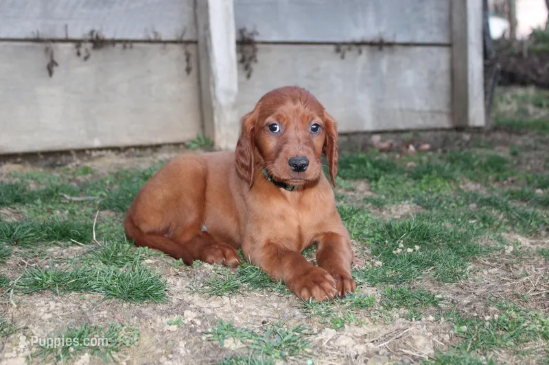 bella – Golden Irish puppy for sale in Dundee, OH