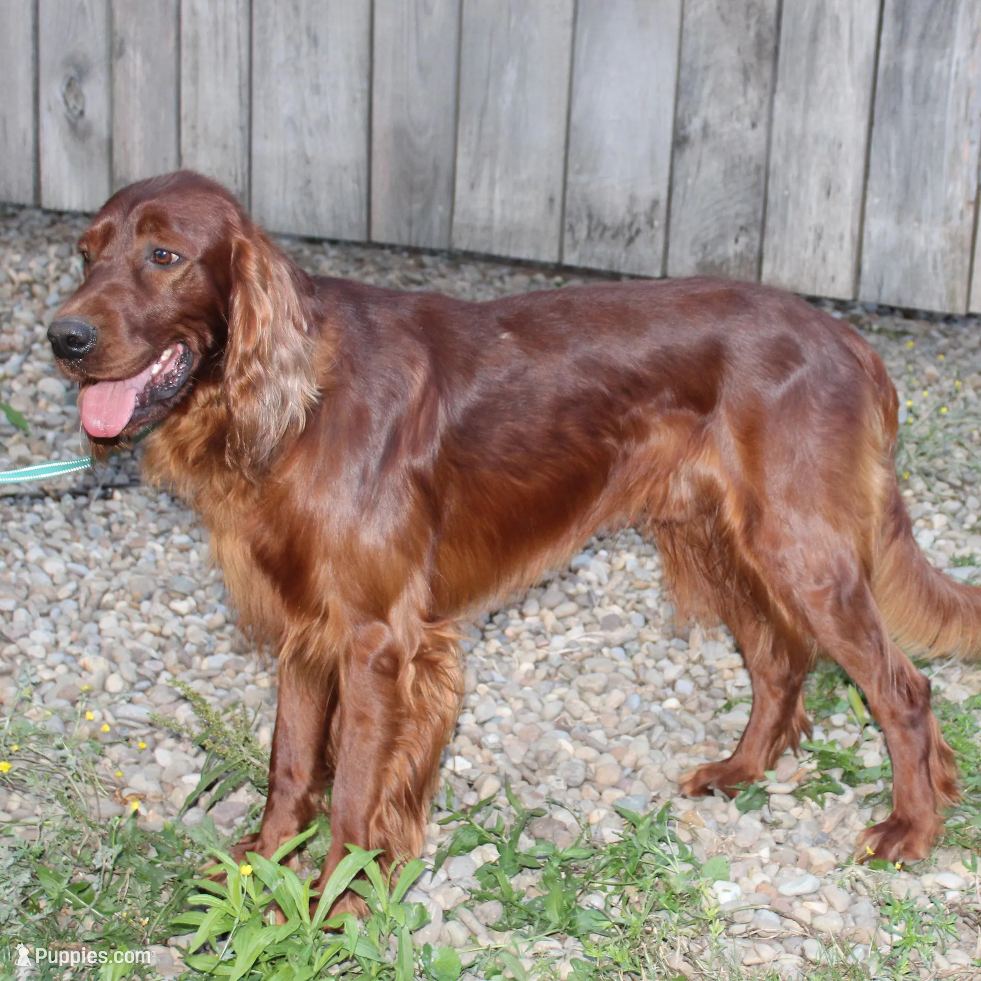 bella, a female Golden Irish for sale in Dundee, OH – Photo 5 of 5