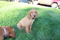 cooper, a male Golden Irish for sale in Dundee, OH – 4 of 4