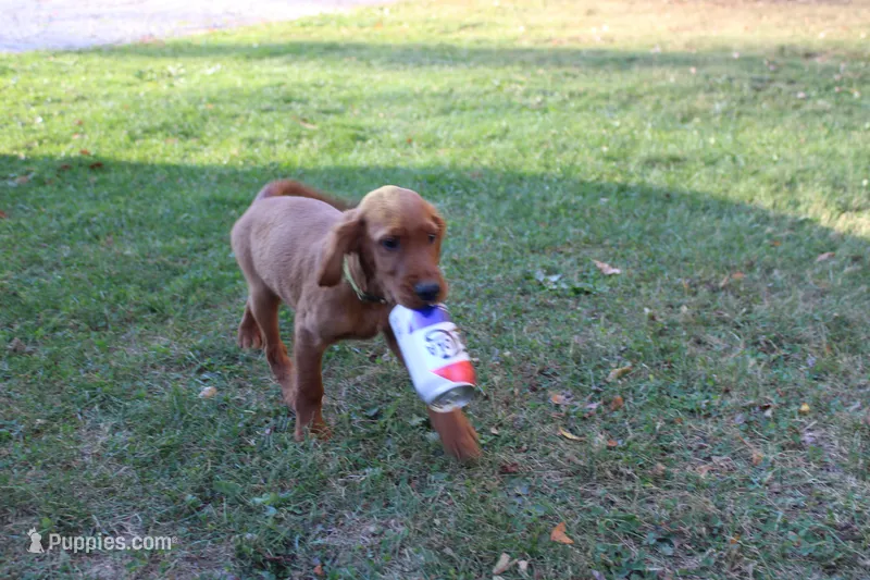 barry – Golden Irish puppy for sale in Dundee, OH