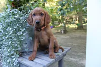 chase, a male Golden Irish for sale in Dundee, OH – 3 of 4