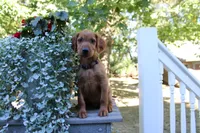 brandi, a female Golden Irish for sale in Dundee, OH – 3 of 3