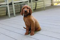 blake, a male Golden Irish for sale in Dundee, OH – 3 of 4