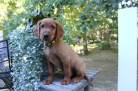 barry, a male Golden Irish for sale in Dundee, OH – 4 of 4