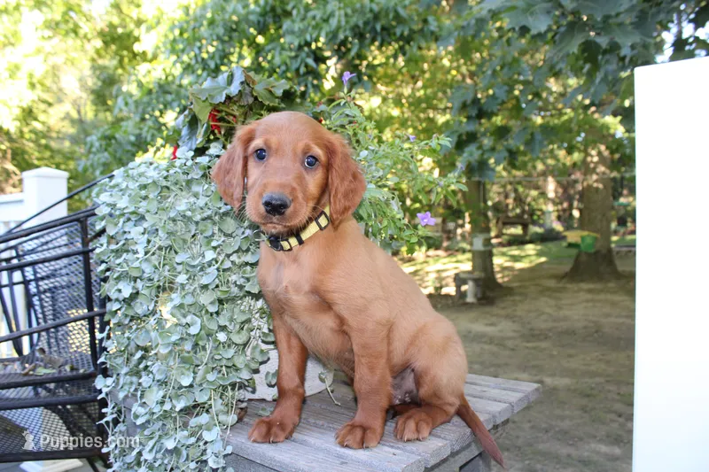 barry – Golden Irish puppy for sale in Dundee, OH