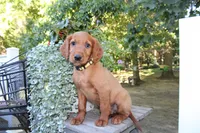 barry, a male Golden Irish for sale in Dundee, OH – 1 of 4