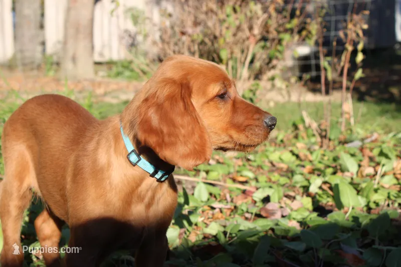 cooper – Golden Irish puppy for sale in Dundee, OH