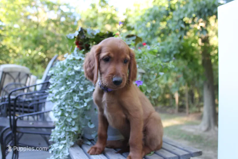 cody – Golden Irish puppy for sale in Dundee, OH
