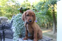 cody, a male Golden Irish for sale in Dundee, OH – 1 of 3