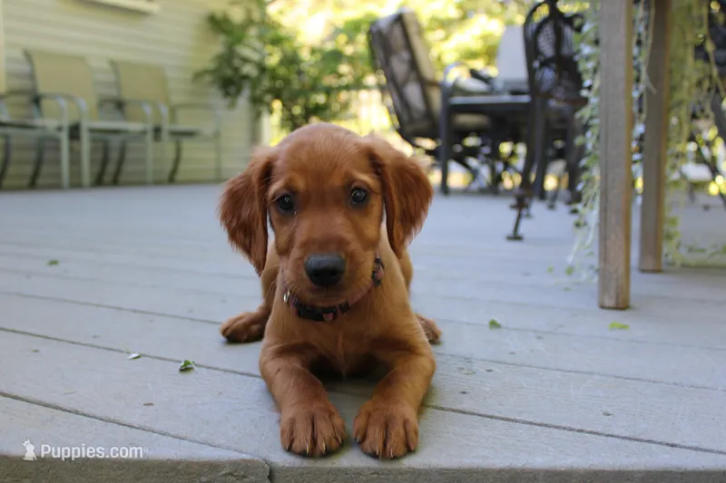 brandi – Golden Irish puppy for sale in Dundee, OH