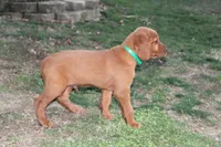 blake, a male Golden Irish for sale in Dundee, OH – Photo 2 of 6
