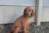 blake, a male Golden Irish for sale in Dundee, OH – Photo 3 of 6