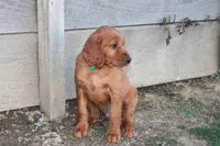 blake, a male Golden Irish for sale in Dundee, OH – Photo 4 of 6