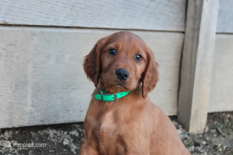 blake – Golden Irish puppy for sale in Dundee, OH