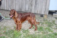 blake, a male Golden Irish for sale in Dundee, OH – Photo 5 of 6
