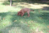 bonnie, a female Golden Irish for sale in Dundee, OH – 3 of 4